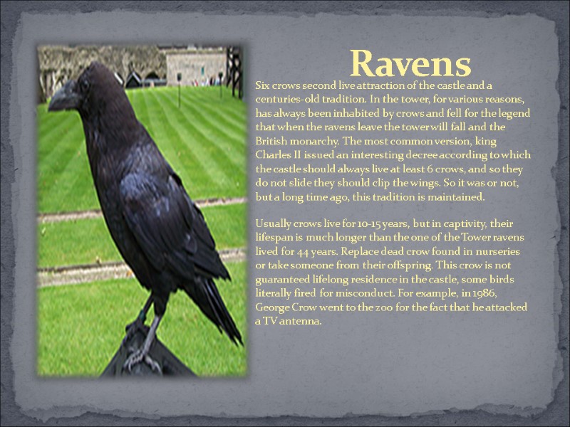 Ravens Six crows second live attraction of the castle and a centuries-old tradition. In